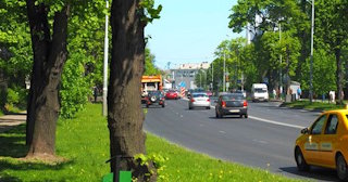 Посадка деревьев и кустарников в Железнодорожном — стоимость от 1230 руб.